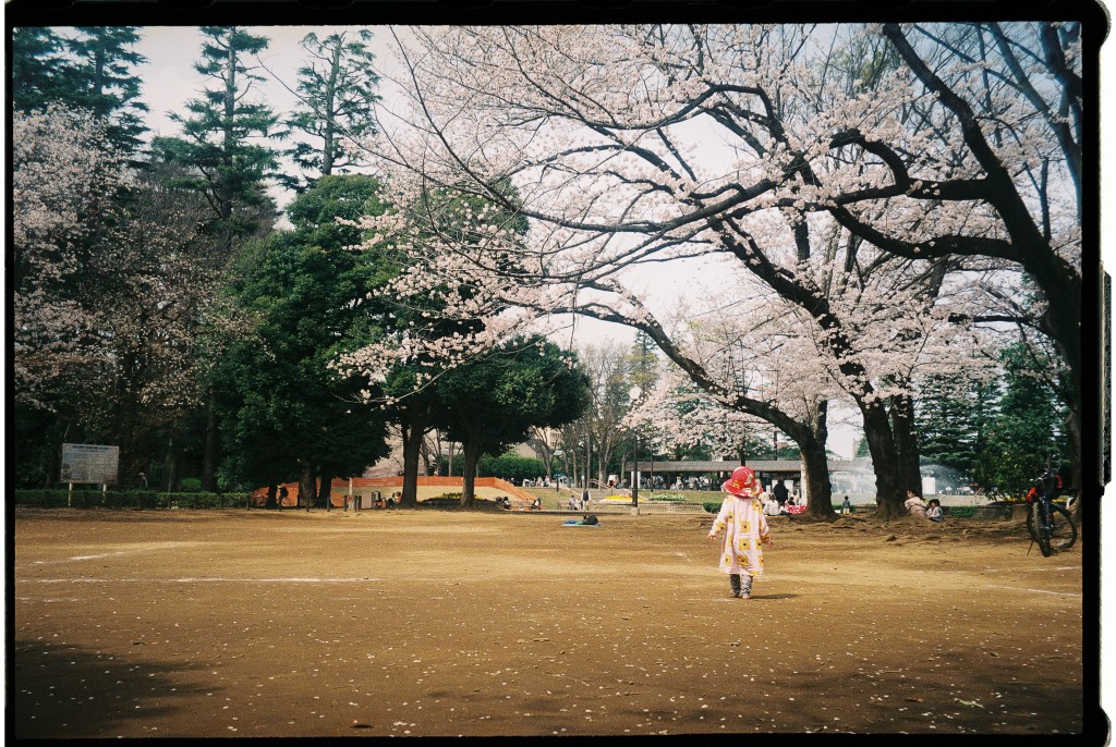 The best places to stay in Tokyo with kids: A photo of a kid in Setagaya Park, surrounded with cherry blossoms 